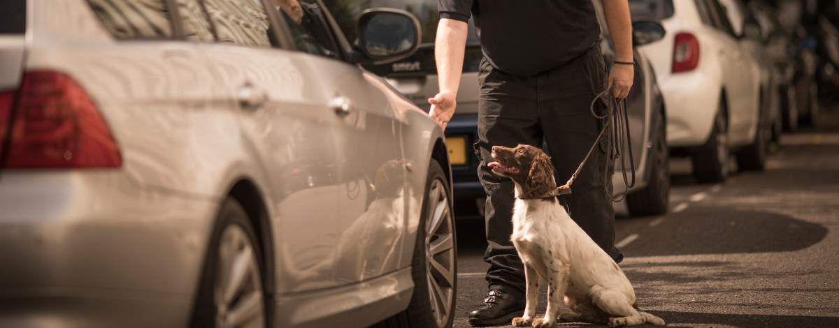 A security professional training a canine dog near a vehicle